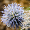 Flowers of the spiny plant Echinops spinosissimus