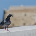 Pigeon at Koules fortress