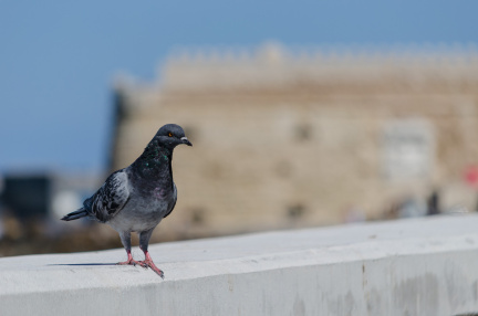 Pigeon at Koules fortress