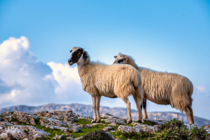 Sheeps in Samitos hill