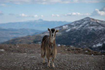 Goat during winter