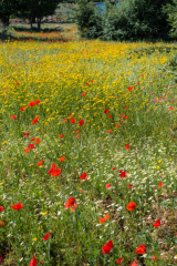 Flowered field by the road to Nida plateau