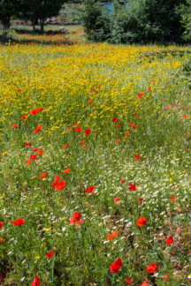 Flowered field by the road to Nida plateau